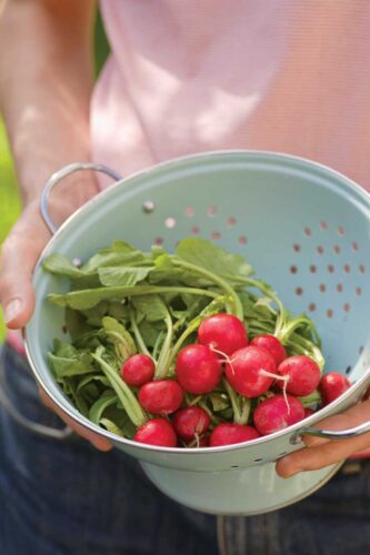 10 Easy-to-Grow Vegetables